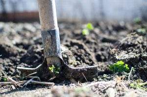 shoveling soil