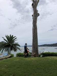 Tree removal in NSW