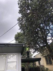 tree close to wires and home